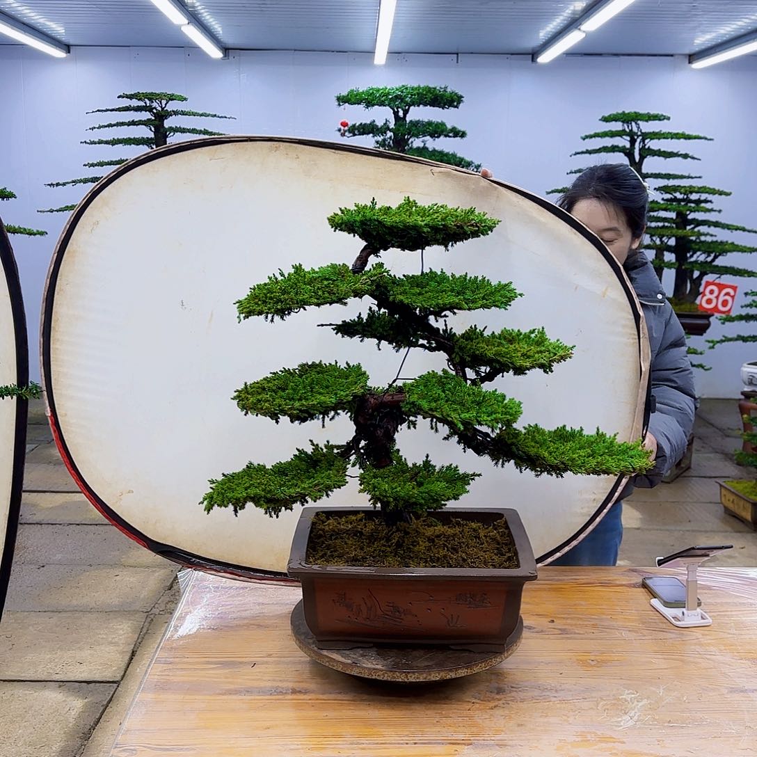 无花朵盆景直播间一物一拍