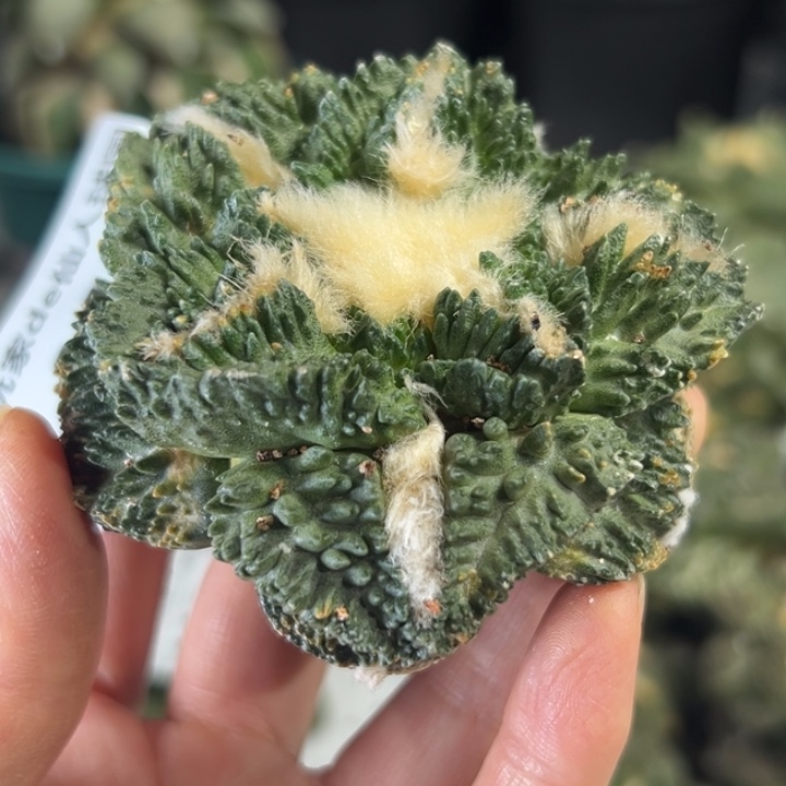 440 无根 晾3-5日后发货