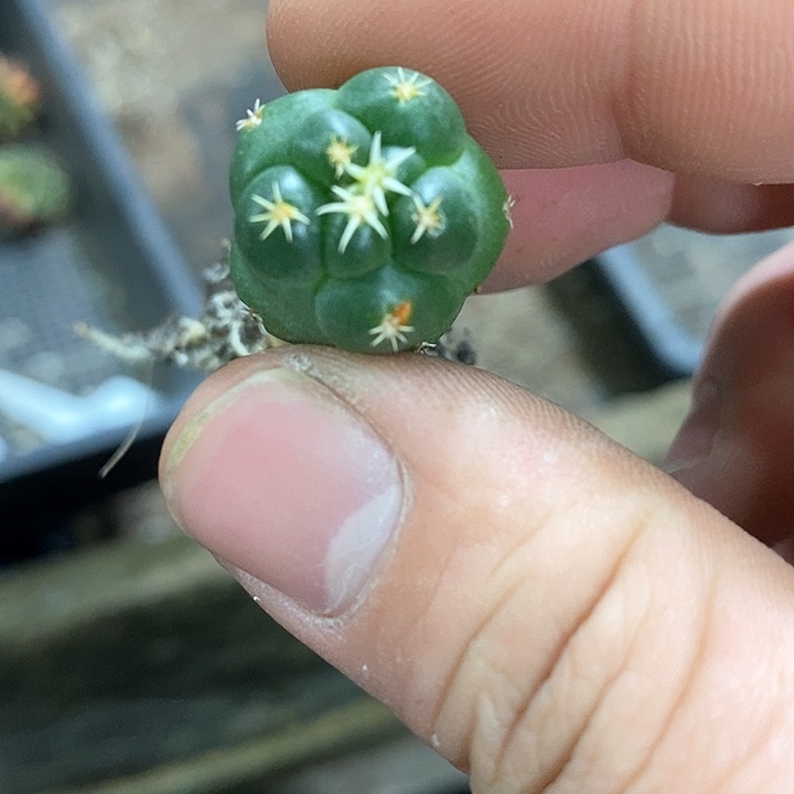 孤品实生短豪刺獠牙象芽67号微瑕福利