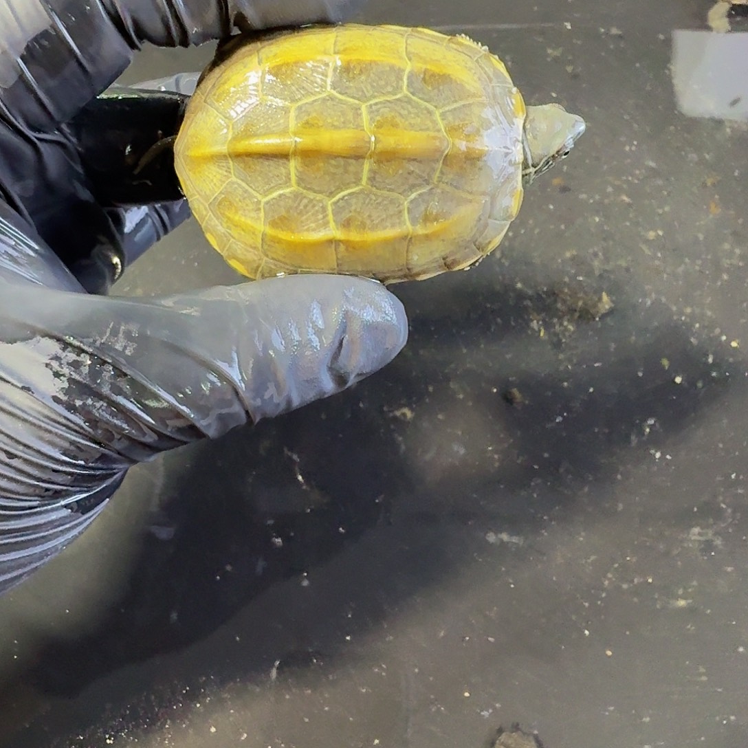 中华草龟母江西草龟精品可爱龟