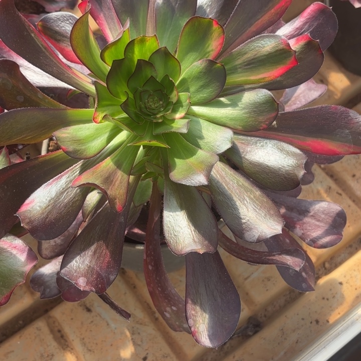 云南花蝴蝶好看24号