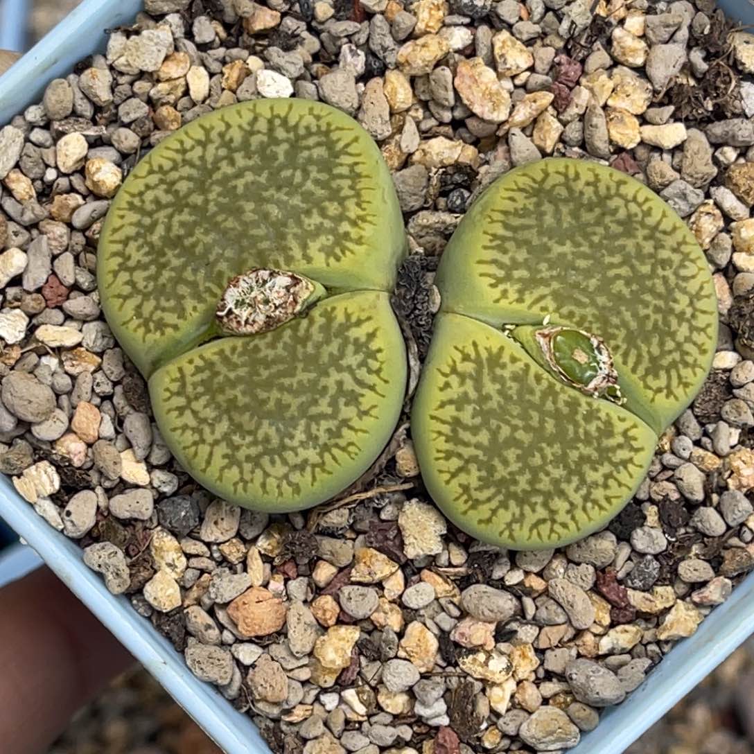 6771双头绿富阳1母本