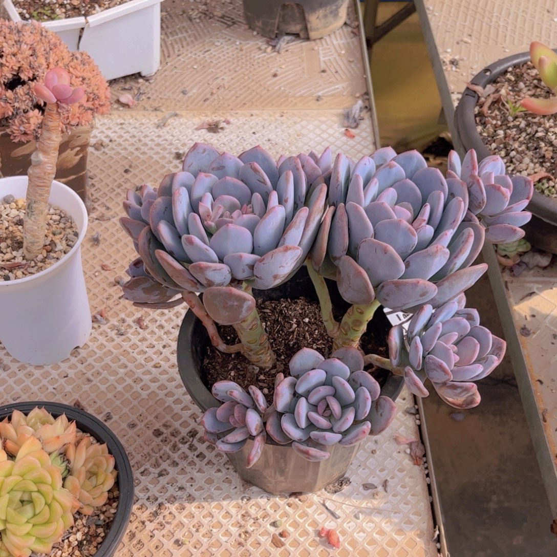 圆叶灰姑凉多肉植物26255