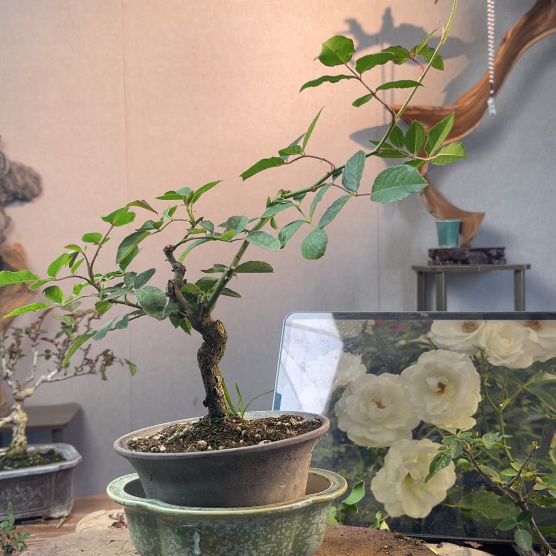 乔***姐少量花朵（建议范围：2朵-5朵 或40%以下）