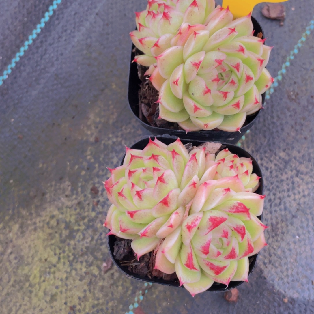 1335号 睫毛枫绯麦秆一颗