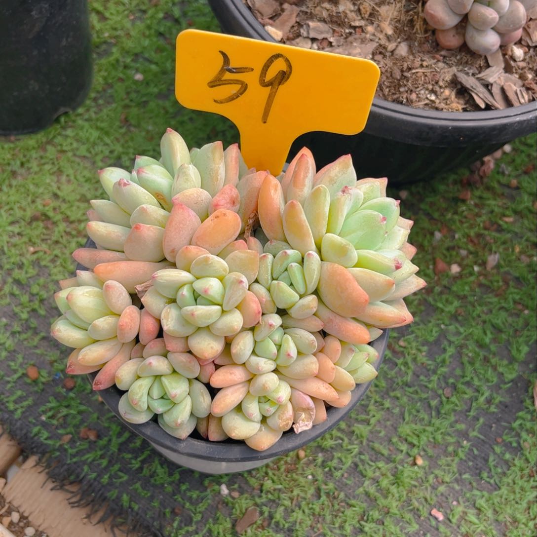 廖**辰59fgghjjjjjjj