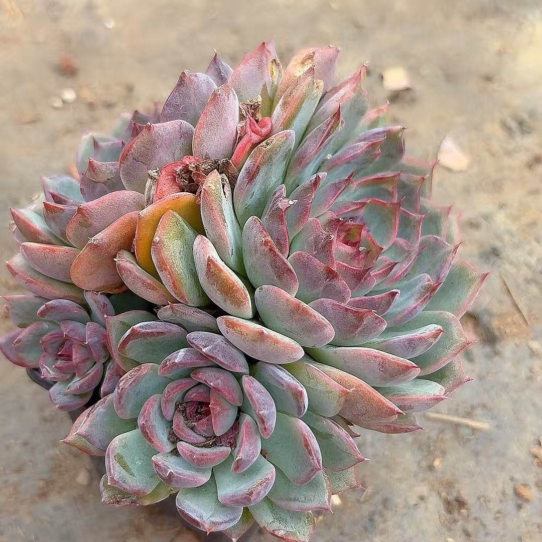 【蓝色妖姬】黄大锤多肉阳台露台植物栽种养护