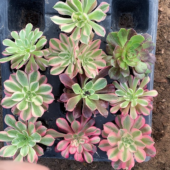 910十棵多肉植物