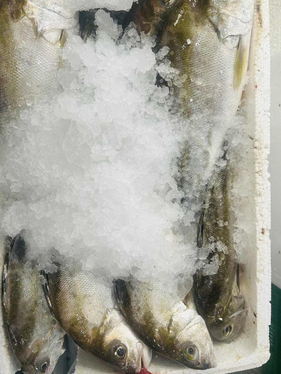 丁公鱼 厦门海鲜配送  顺丰  现称