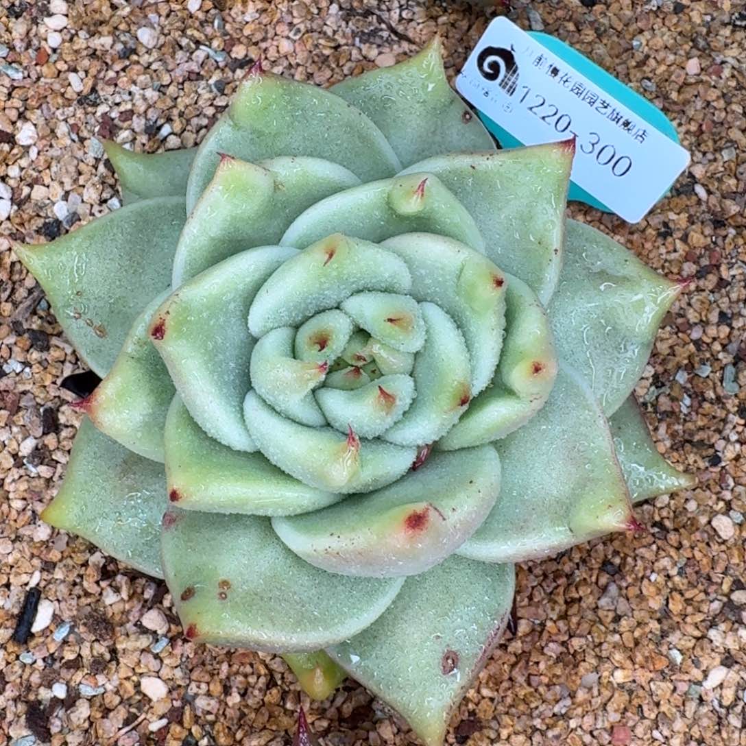 从前慢多肉精选编号1220.300
