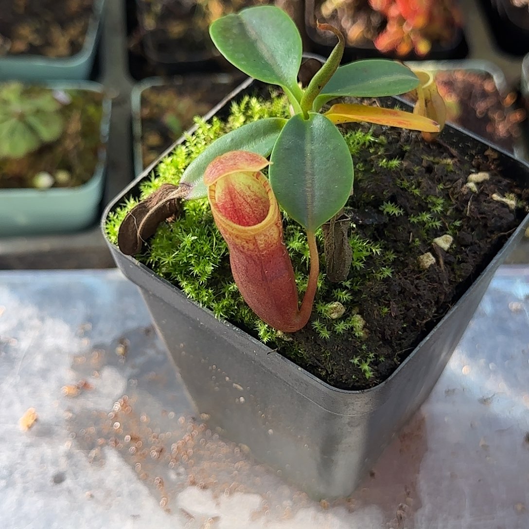 完全开放红色Clc猪