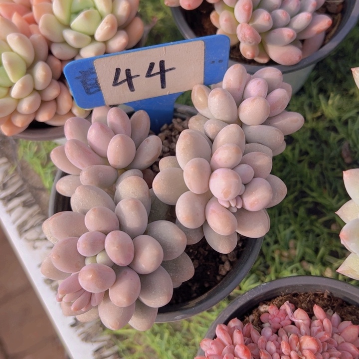 健健康康平平安安