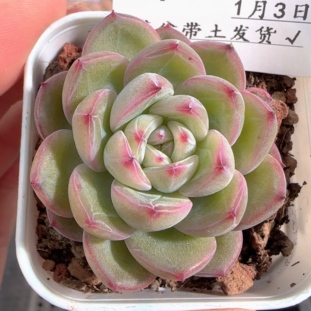 多肉0103-239雪花珍妮