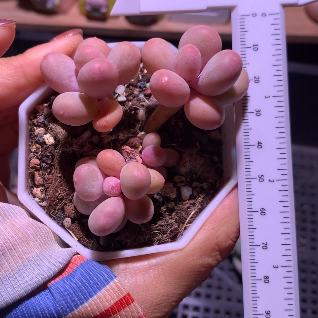 韩国彩虹奶酪 群生哦