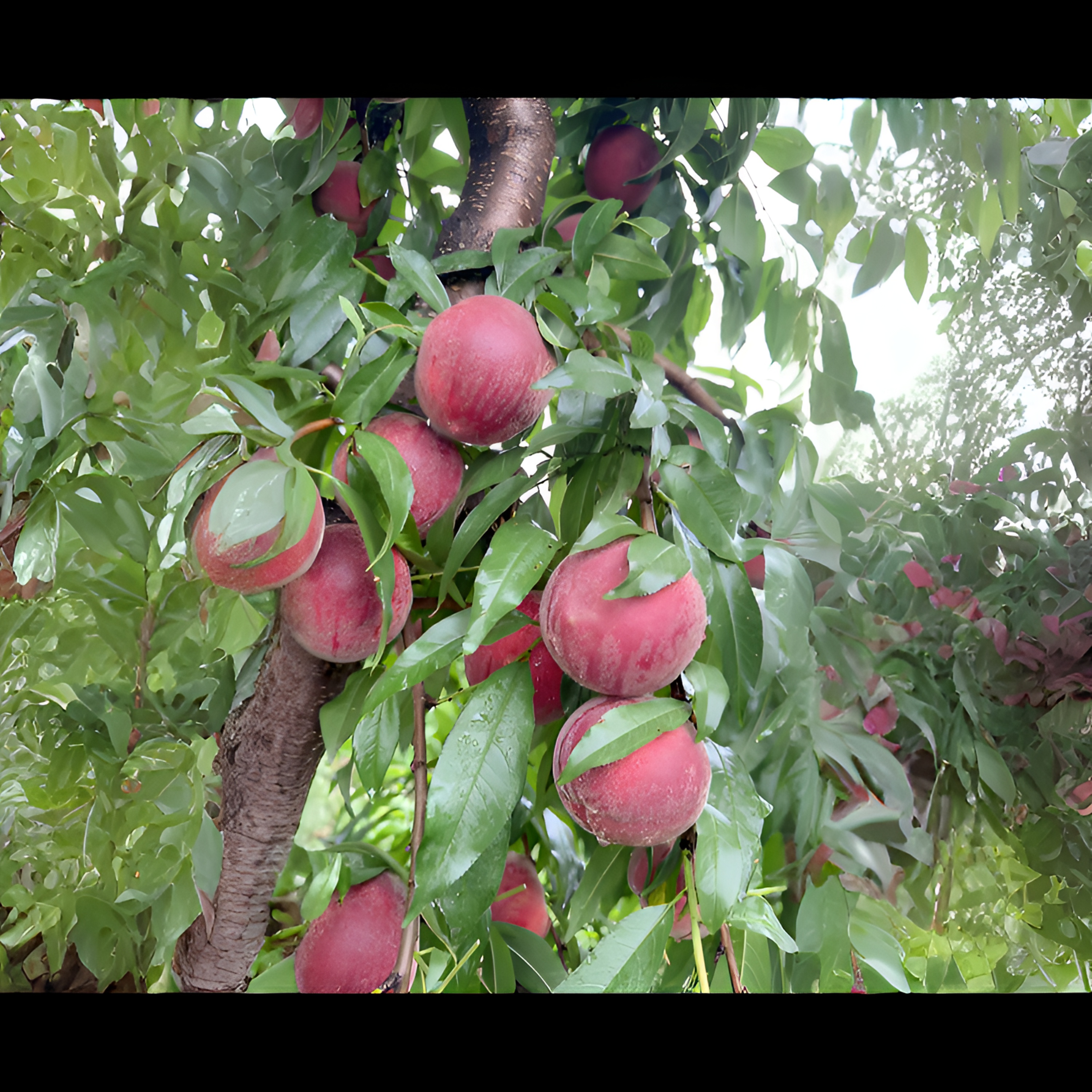 中华血桃 六月下旬成熟 离核血桃风味浓郁自花授粉 特丰产品质优