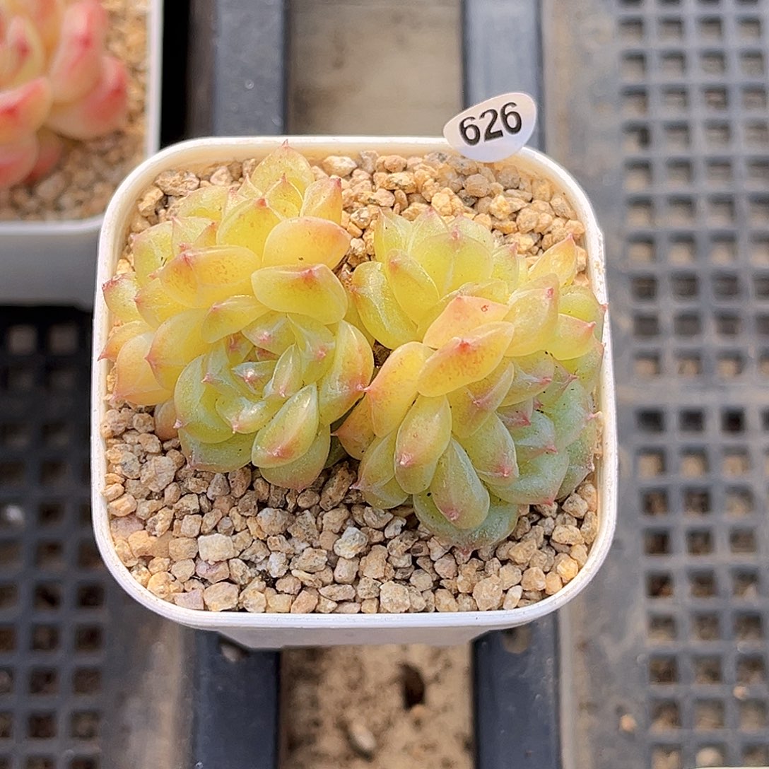 一****626  孤品珍妮多肉