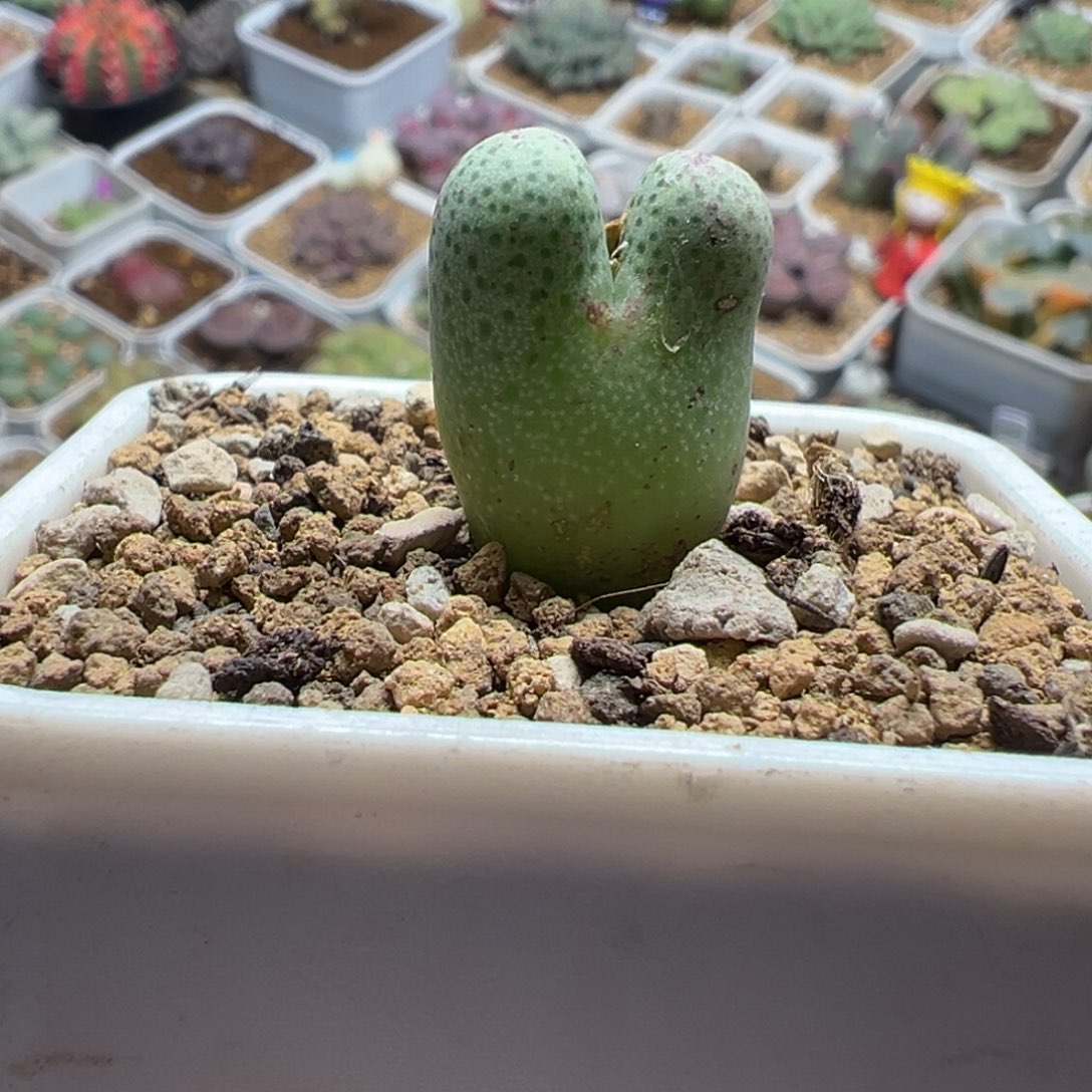 草莓斑马多肉植物盆栽
