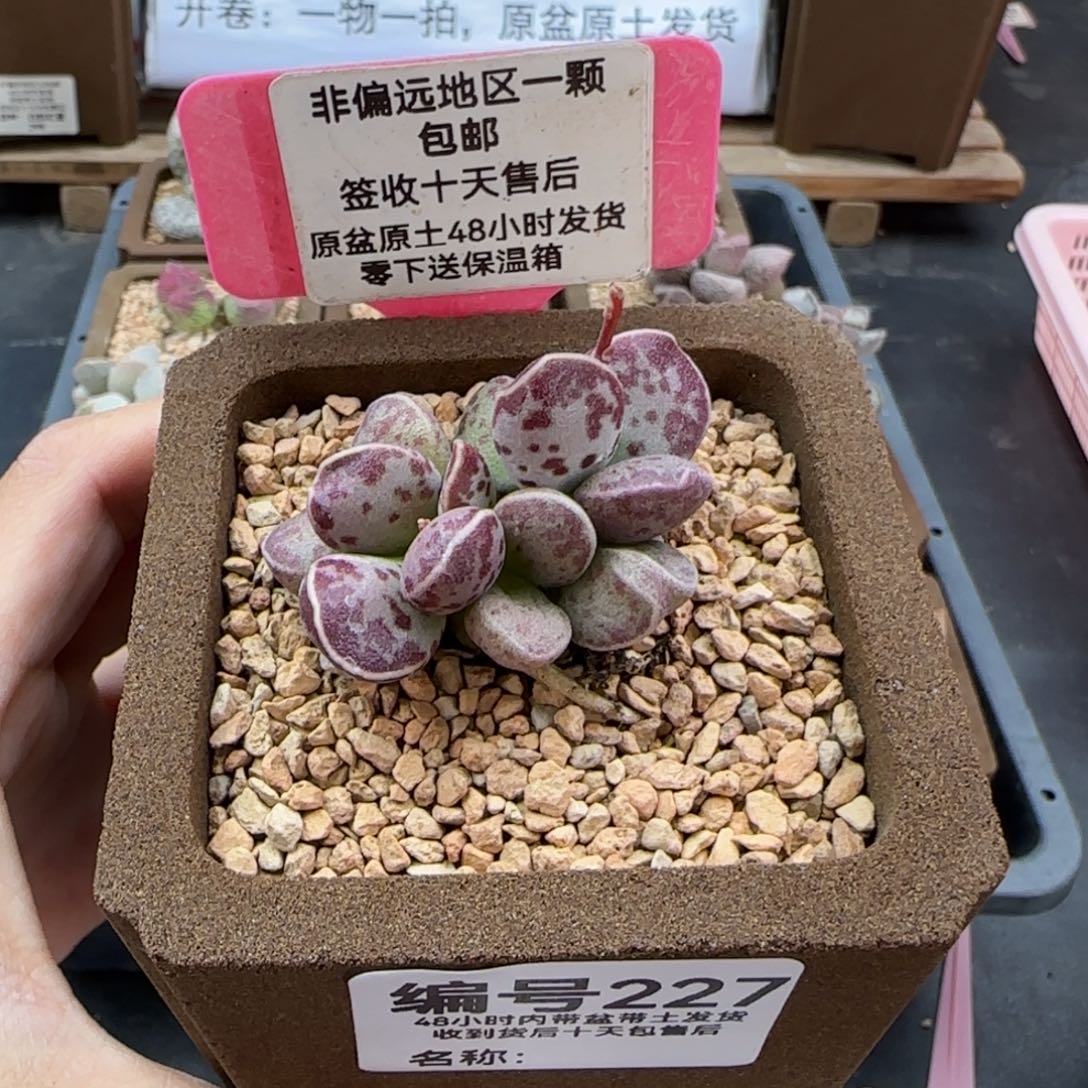 227艾薇蛋多肉植物