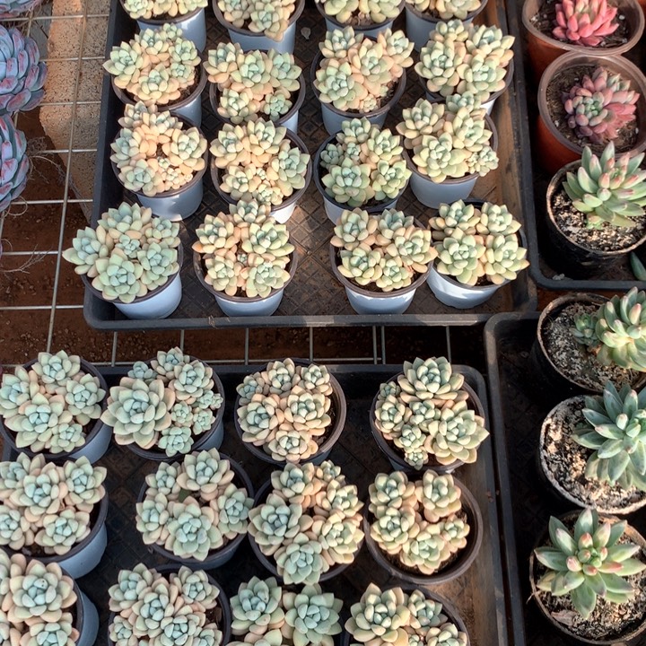 无砍群生泡泡糖两颗两单包邮