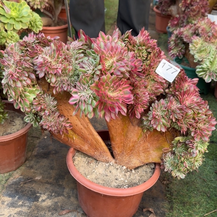 倾城法师锦缀化大模特177