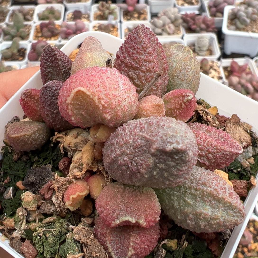 纯木质桩实生新品多肉植物水泡