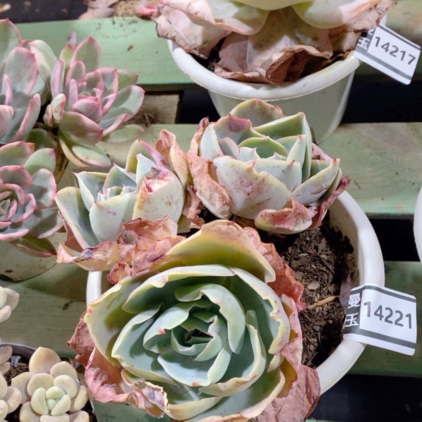 【闪购商品】多肉达芬奇密码14221