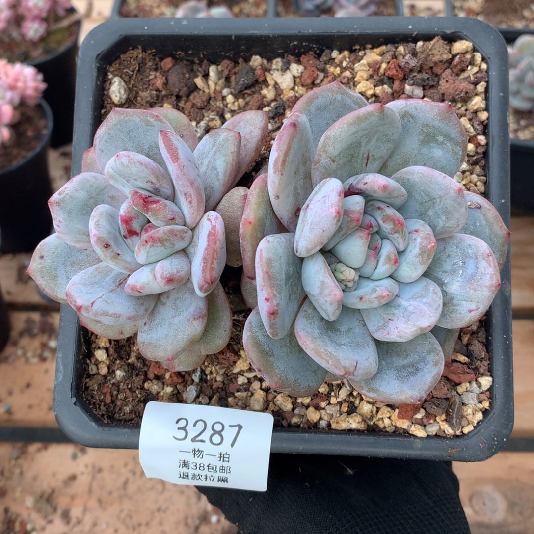 13厘米星影石化老桩3287