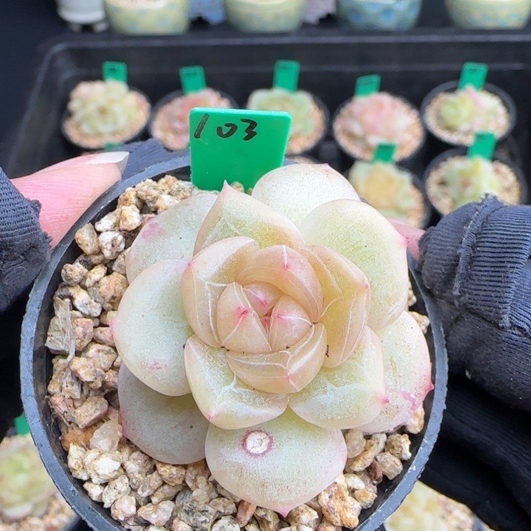 多肉103   糖心     5厘米盆