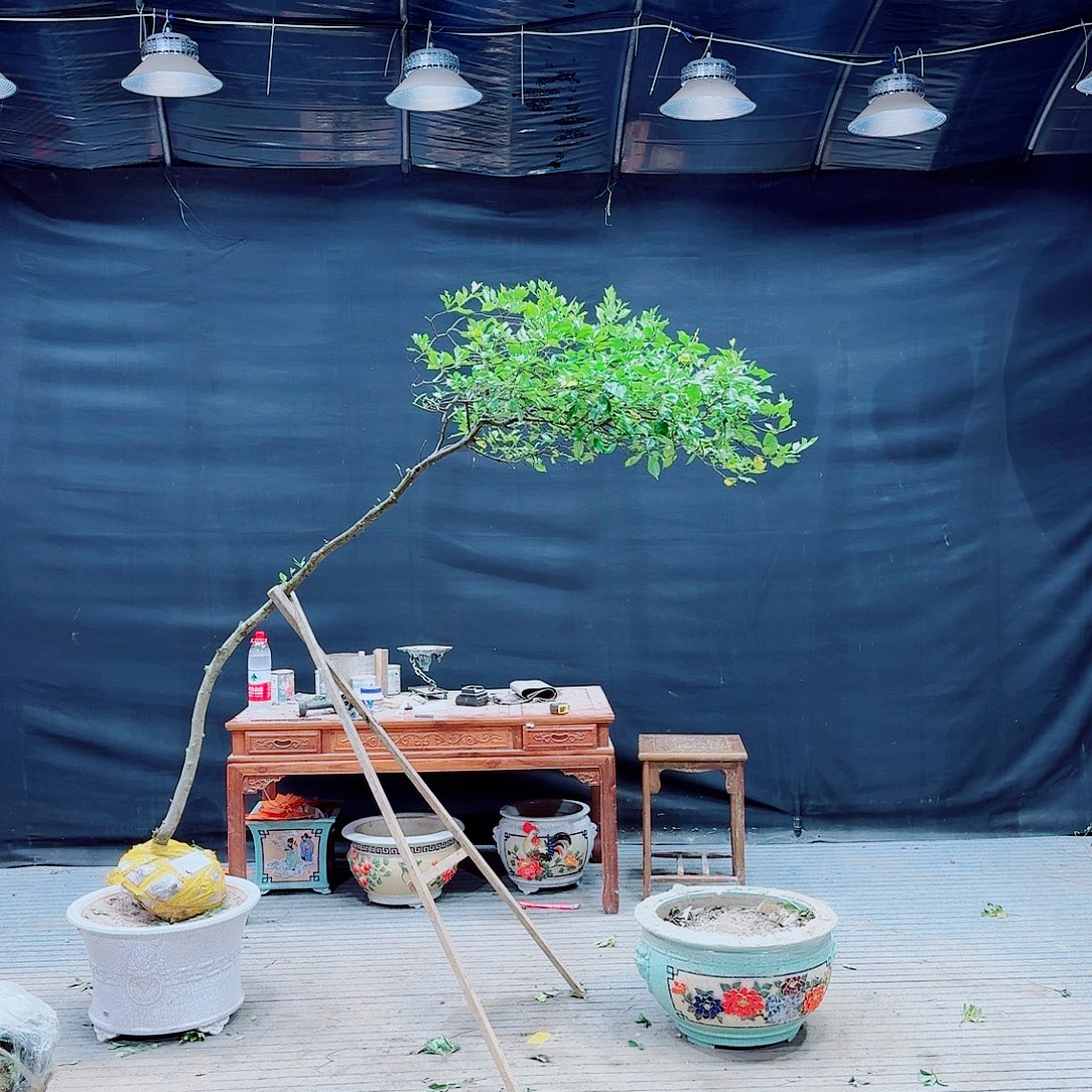 伟***无花朵高山栀子花