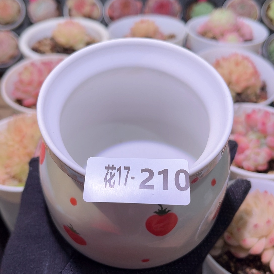 花利美17-210花盆一个