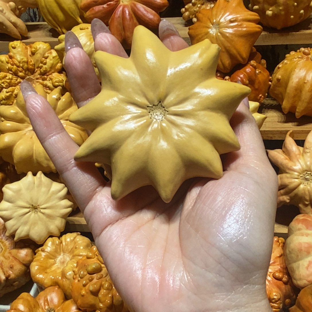 木***版微瑕海星放漏不退不换