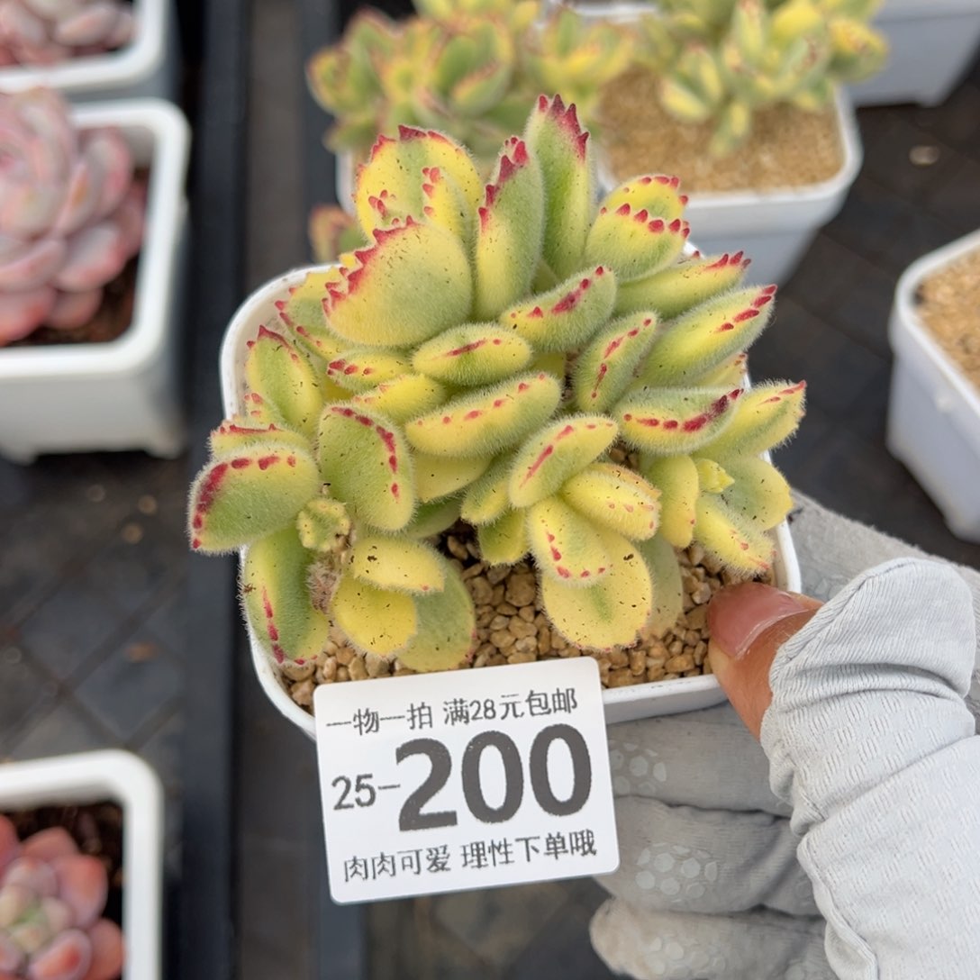 白熊多肉多肉多肉