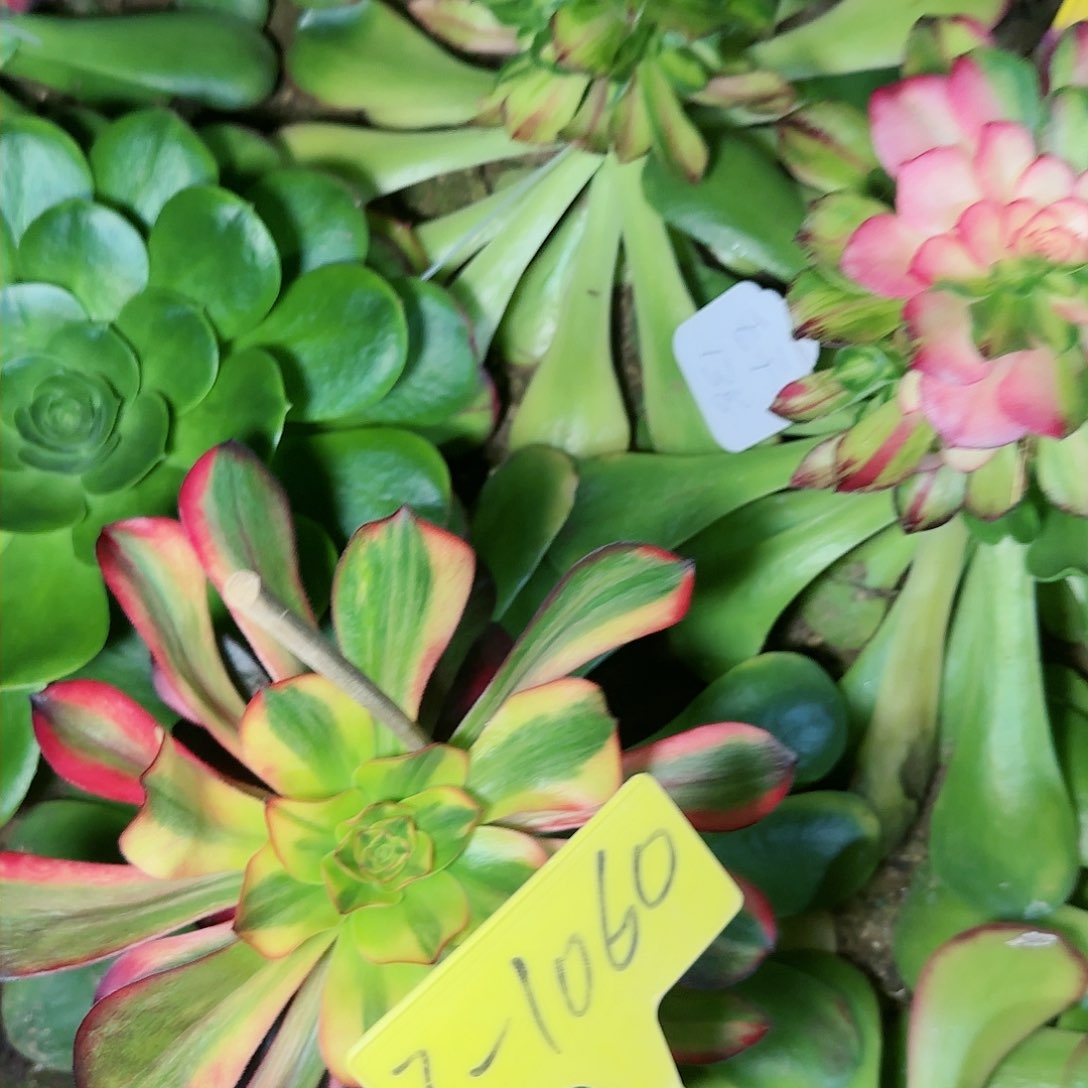 3-1060---多头多肉植物