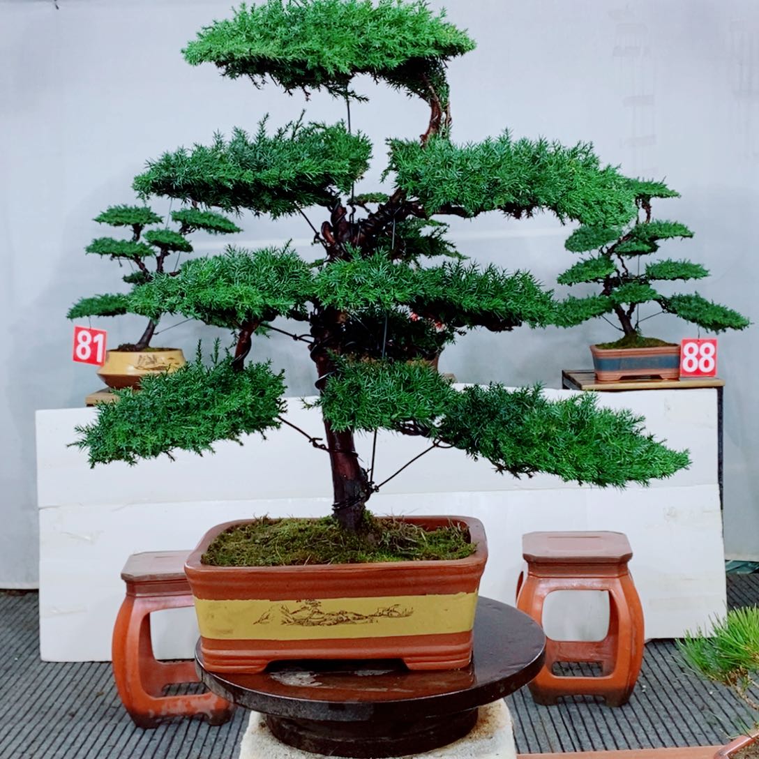 原生龙爪松盆景盆栽