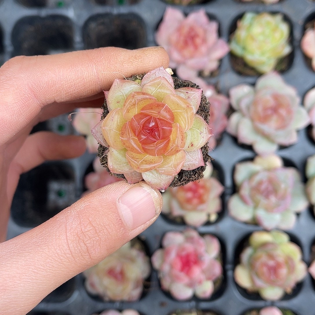 多肉一物一拍26-172