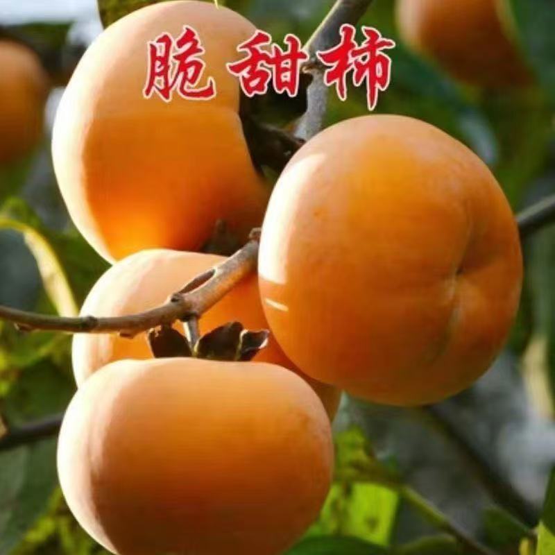 太秋脆甜柿子 南北方种植