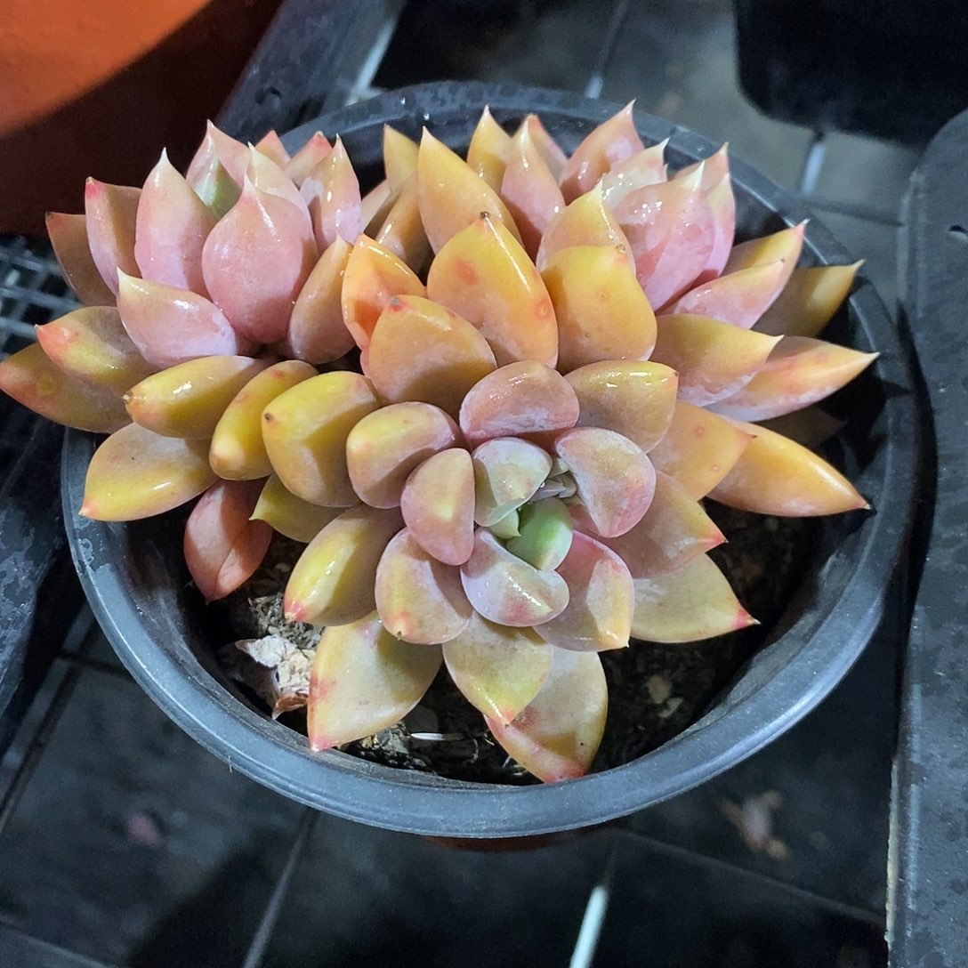 象牙3头起发1颗多肉植物