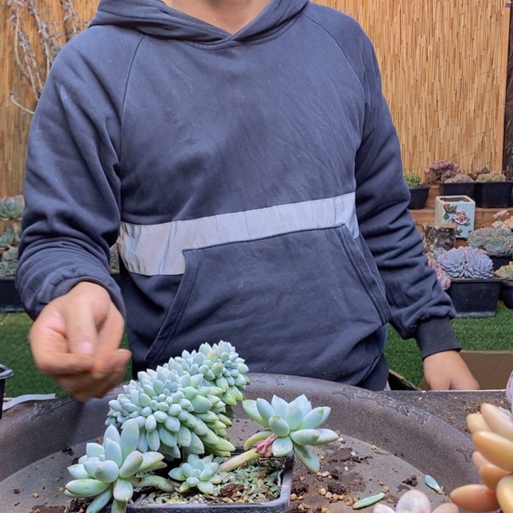 小****333 号奶糖多肉植物