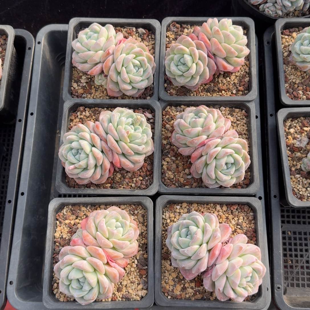 5颗一起一物一拍的