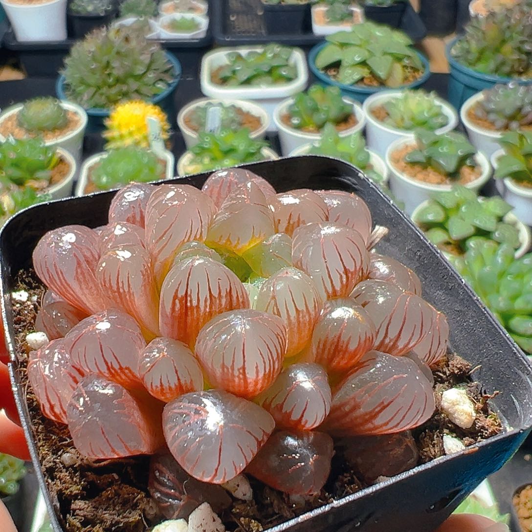 彩虹玉露多肉植物一颗