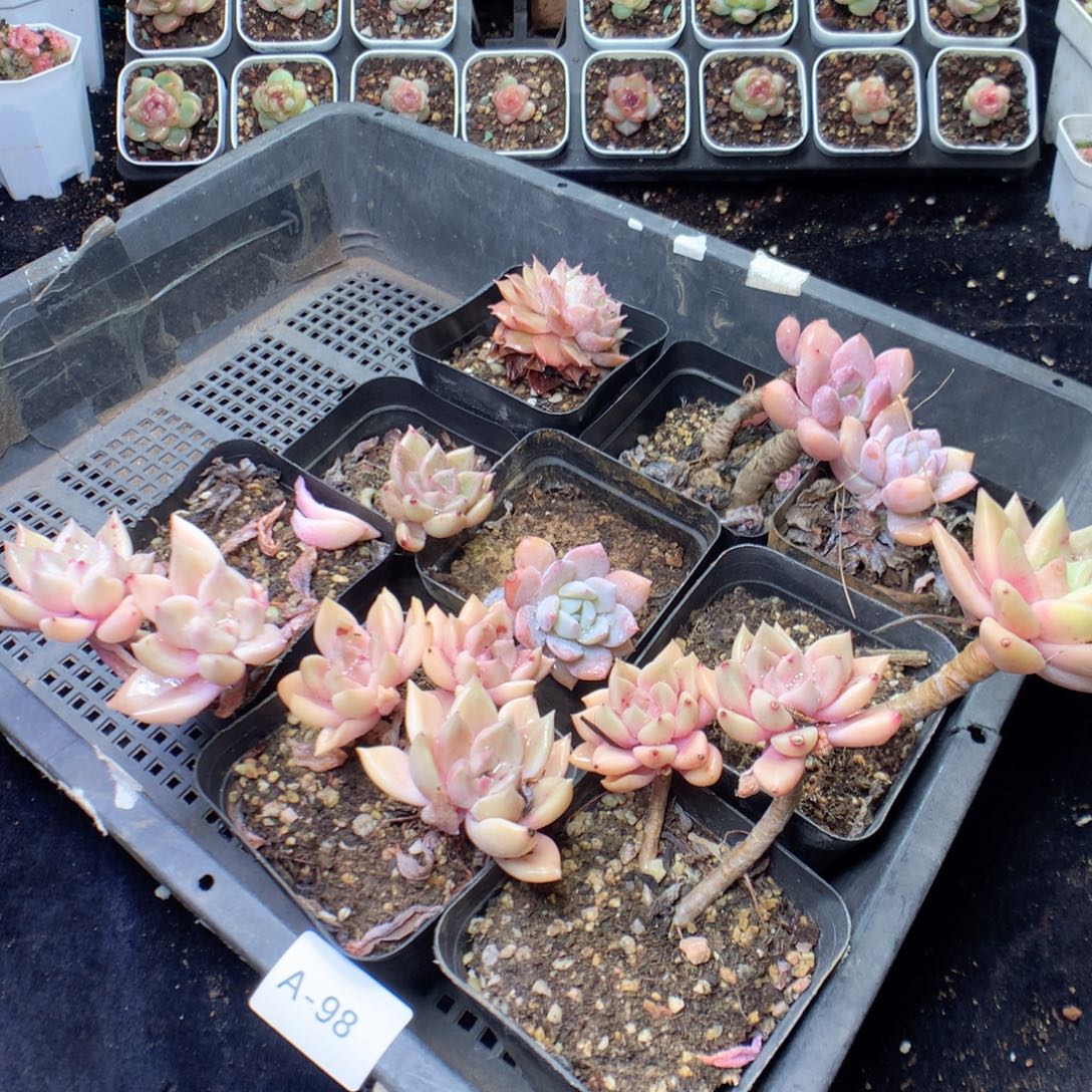 无花朵A98。yyyyyyyy