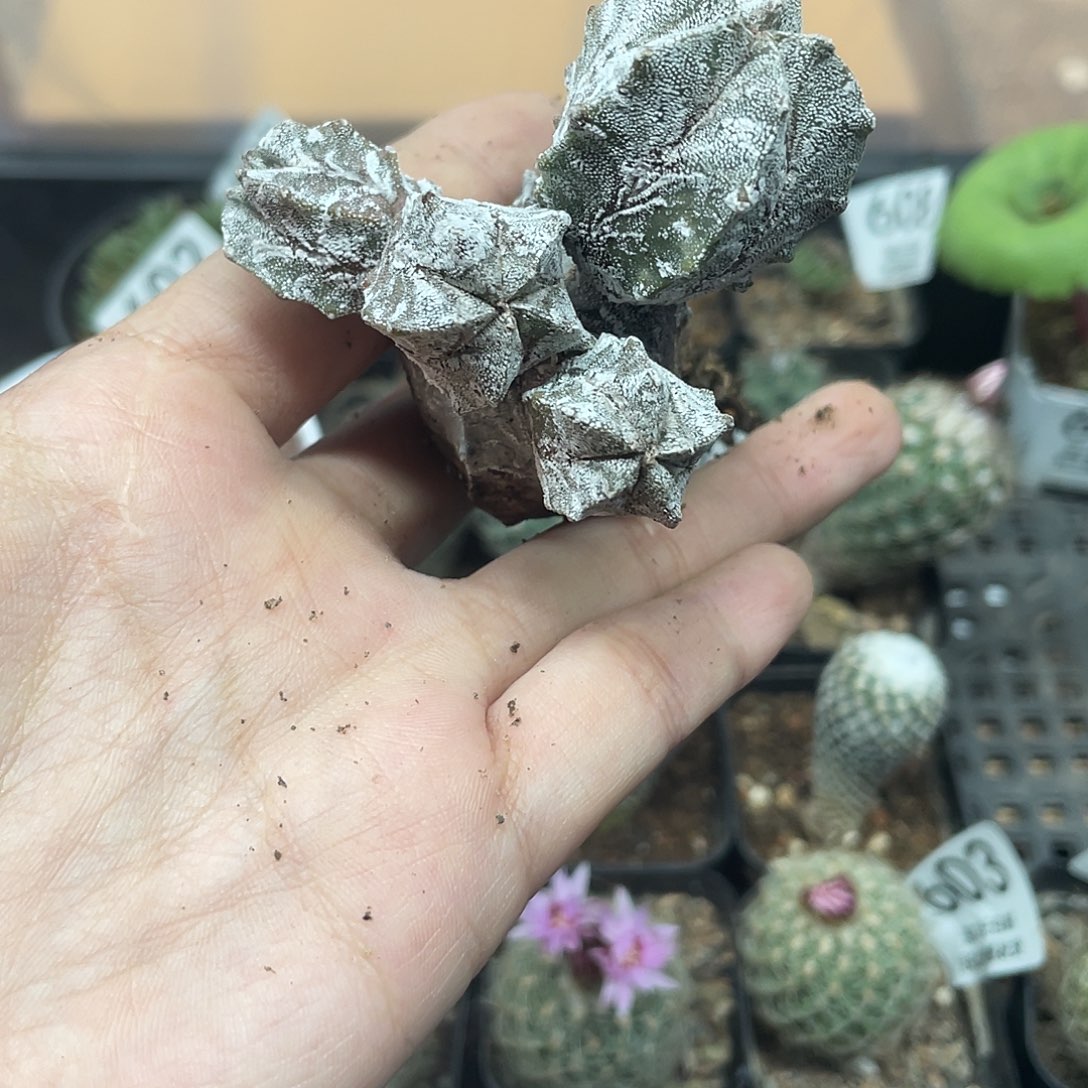 610鸾凤玉石化仙人球