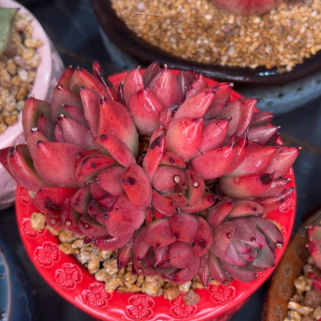 从前慢多肉精选编号0214.232