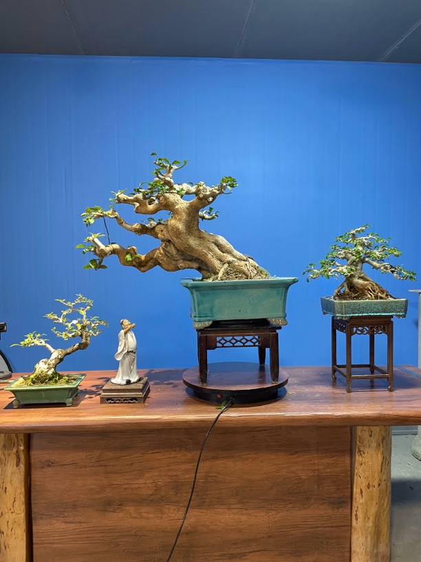 三角梅盆景造型木架包邮