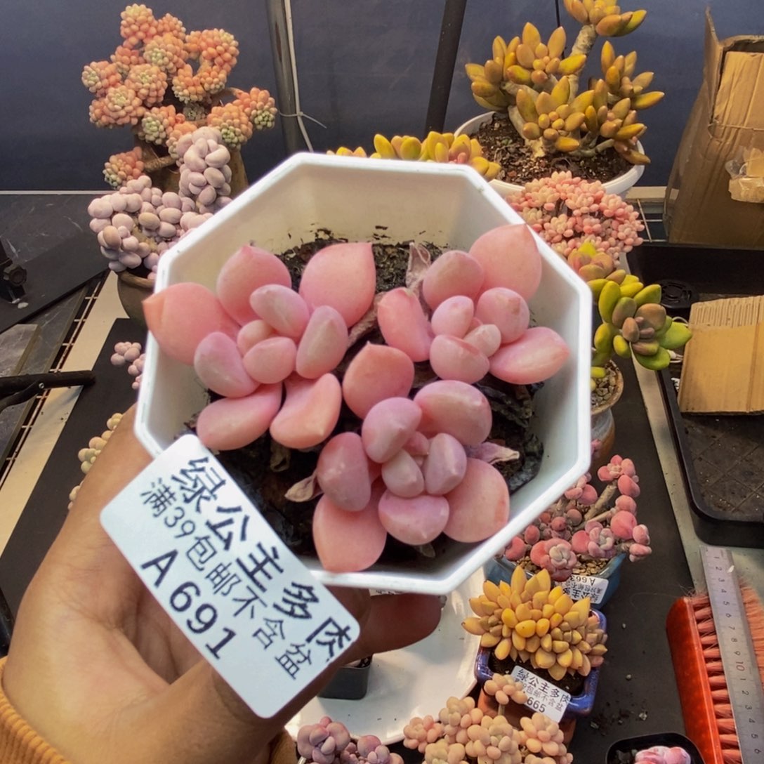 691粉桃花多肉5cm
