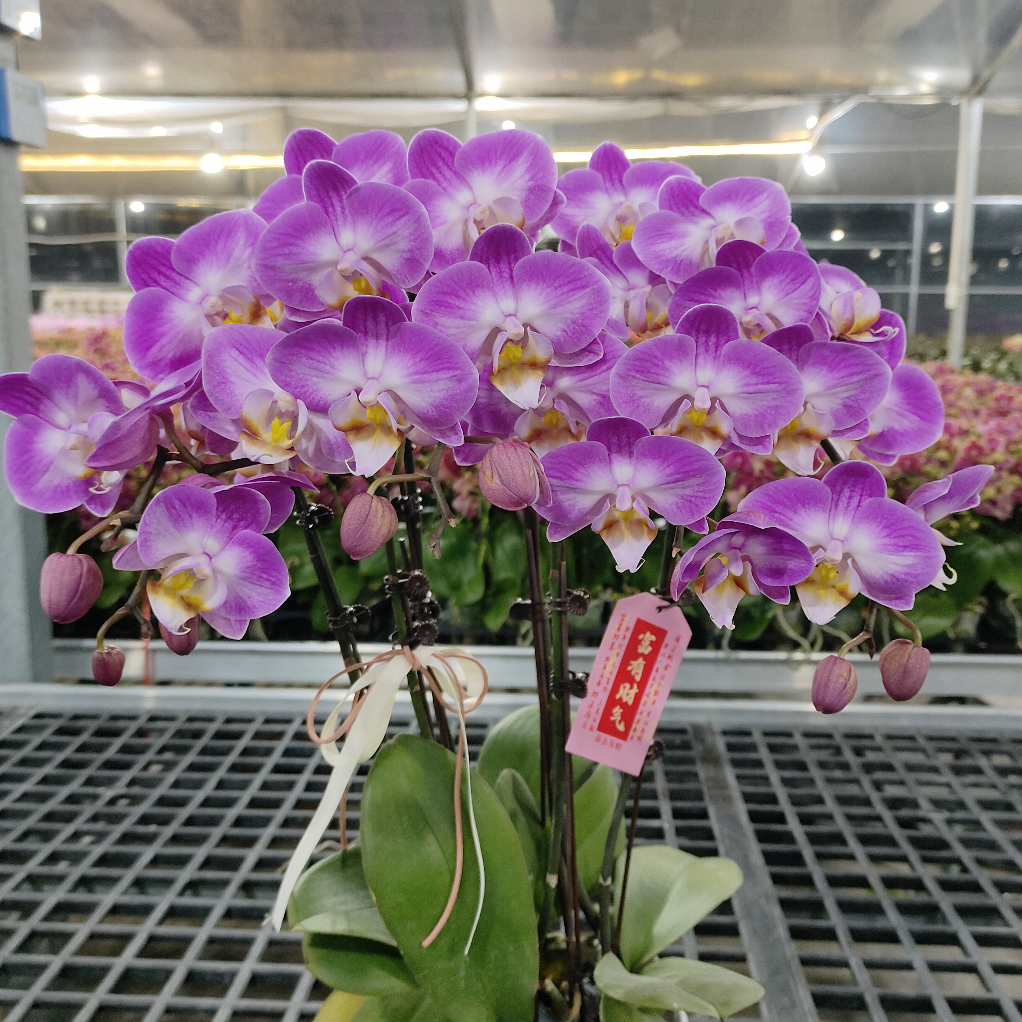 成功优选【雪山飞狐】蝴蝶兰精致组盆花卉盆栽四季植物