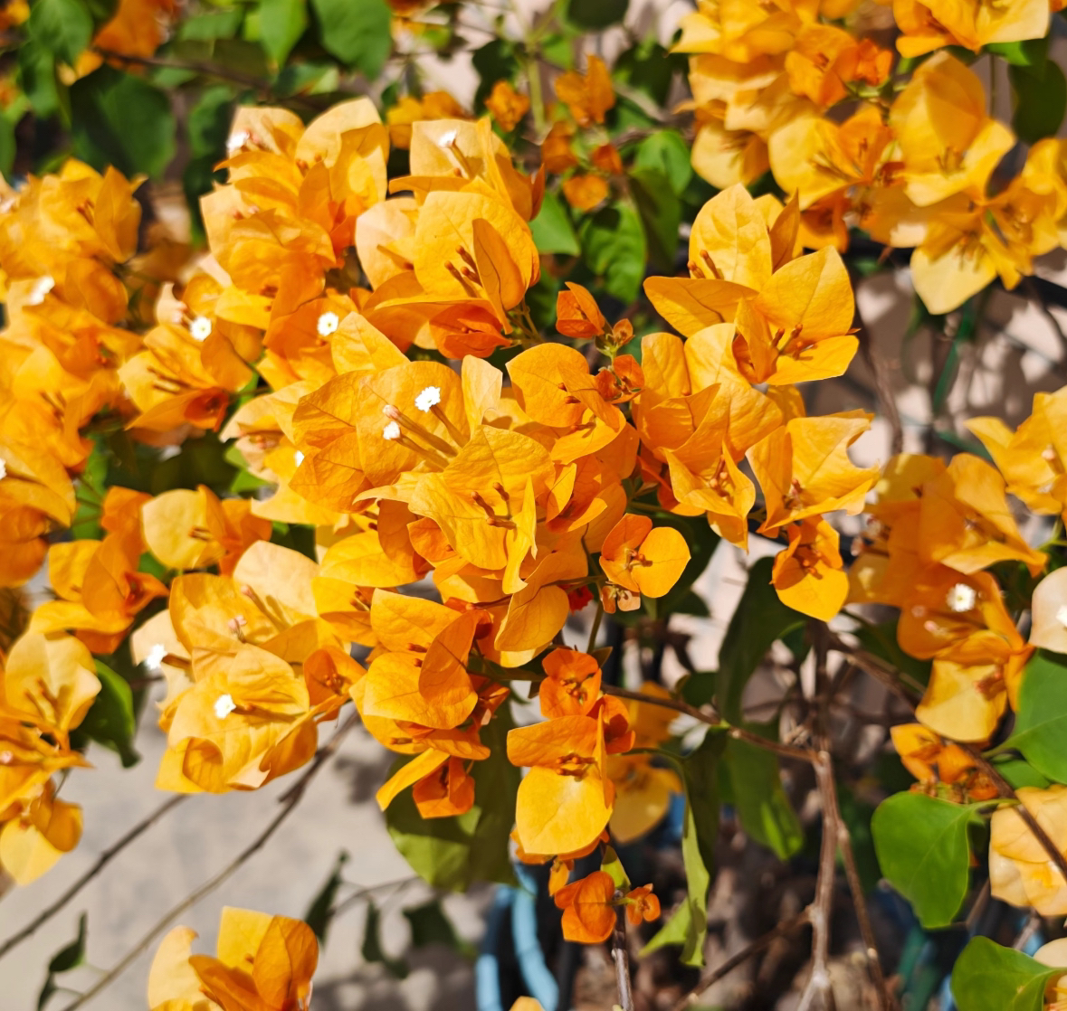 【加州黄金】爬藤庭院三角梅花卉勤花四季开花基地直发