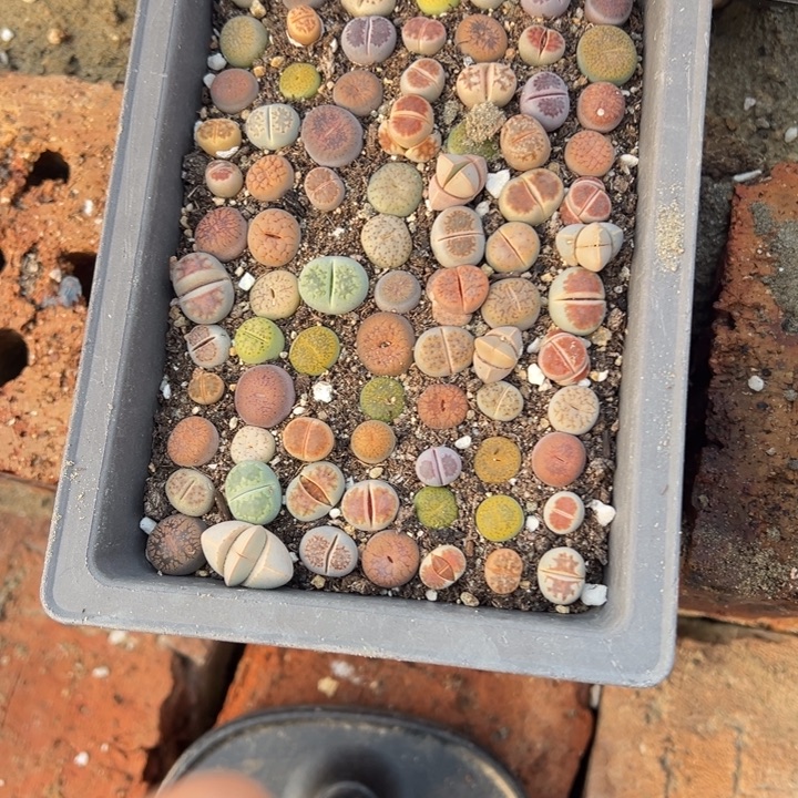 小****生日快乐啊我滴小843