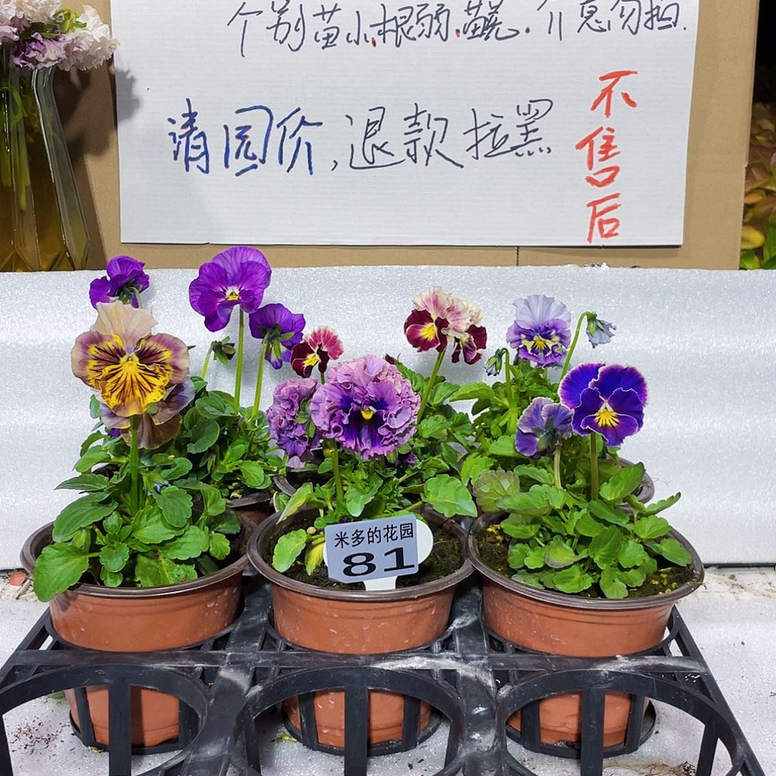 大部分花苞少量开放81