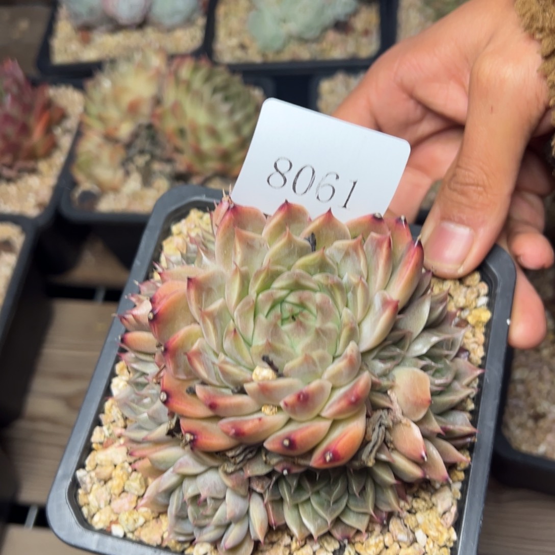 *️8061肉多哦多哦多哦肉